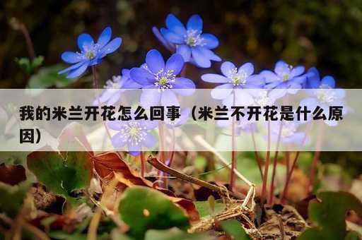 我的米兰开花怎么回事？米兰不开花是什么原因