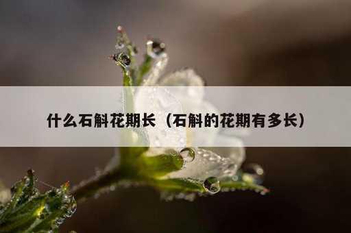 什么石斛花期长？石斛的花期有多长_https://www.86362.com_资讯_第1张