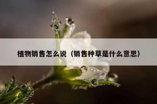 植物销售怎么说？销售种草是什么意思