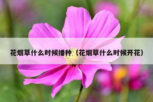 花烟草什么时候播种？花烟草什么时候开花_https://www.86362.com_资讯_第1张