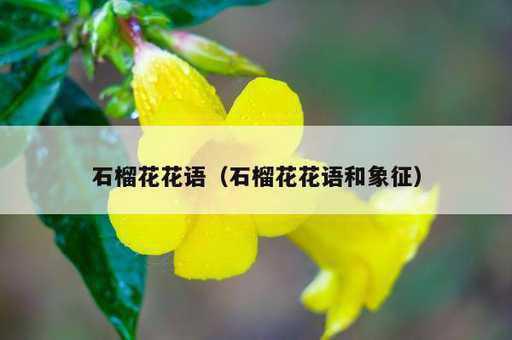 石榴花花语？石榴花花语和象征_https://www.86362.com_资讯_第1张