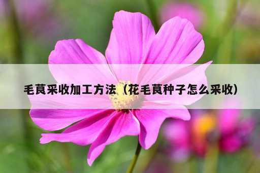 毛茛采收加工方法？花毛茛种子怎么采收