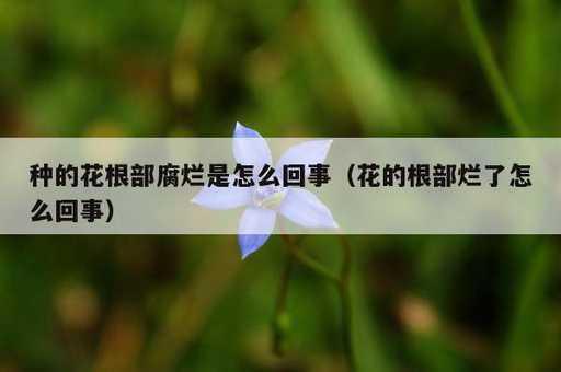 种的花根部腐烂是怎么回事？花的根部烂了怎么回事_https://www.86362.com_资讯_第1张