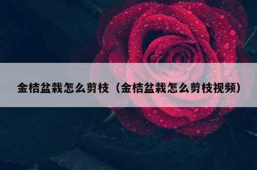 金桔盆栽怎么剪枝？金桔盆栽怎么剪枝视频