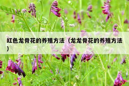 红色龙骨花的养殖方法？龙龙骨花的养殖方法_https://www.86362.com_资讯_第1张