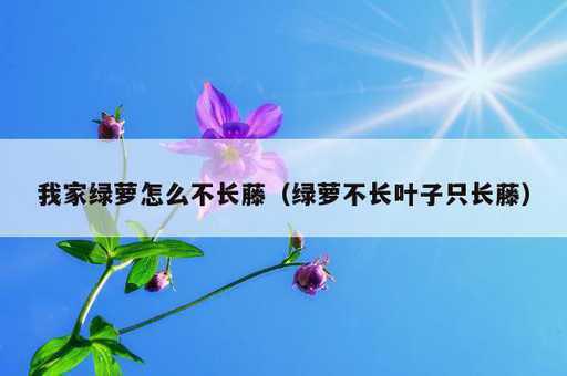 我家绿萝怎么不长藤？绿萝不长叶子只长藤_https://www.86362.com_资讯_第1张