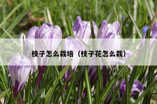 枝子怎么栽培？枝子花怎么栽_https://www.86362.com_资讯_第1张