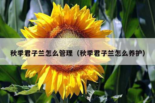 秋季君子兰怎么管理？秋季君子兰怎么养护_https://www.86362.com_资讯_第1张