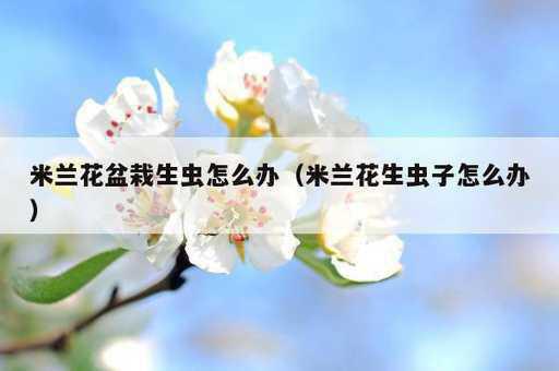 米兰花盆栽生虫怎么办？米兰花生虫子怎么办_https://www.86362.com_资讯_第1张