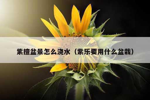 紫擅盆景怎么浇水？紫乐要用什么盆栽_https://www.86362.com_资讯_第1张