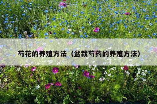 芍花的养殖方法？盆栽芍药的养殖方法_https://www.86362.com_资讯_第1张