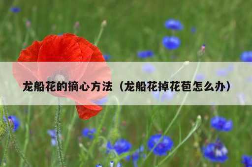 龙船花的摘心方法？龙船花掉花苞怎么办_https://www.86362.com_资讯_第1张