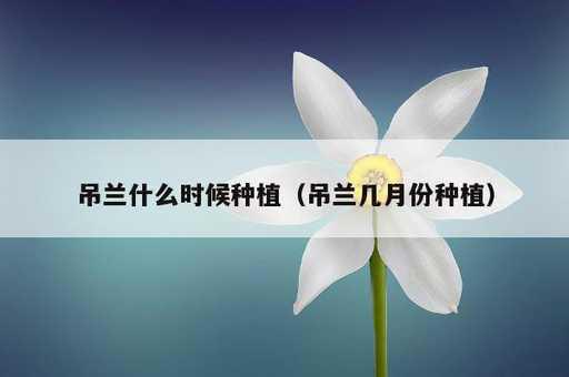 吊兰什么时候种植？吊兰几月份种植_https://www.86362.com_资讯_第1张