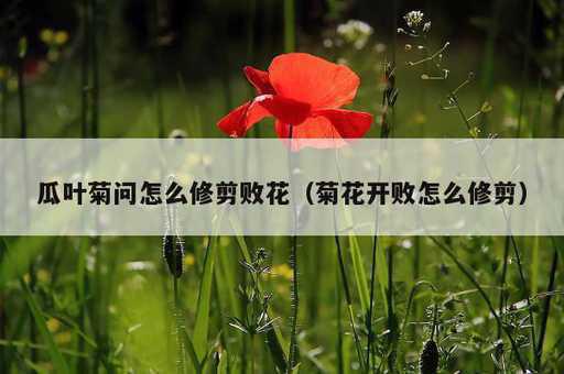 瓜叶菊问怎么修剪败花？菊花开败怎么修剪