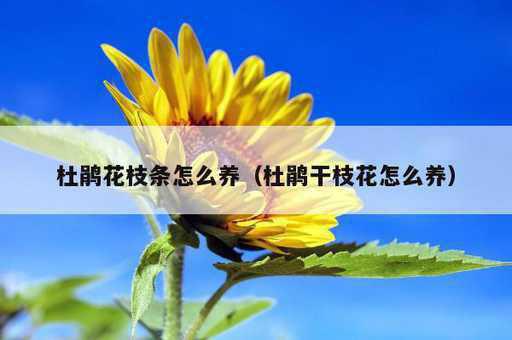 杜鹃花枝条怎么养？杜鹃干枝花怎么养