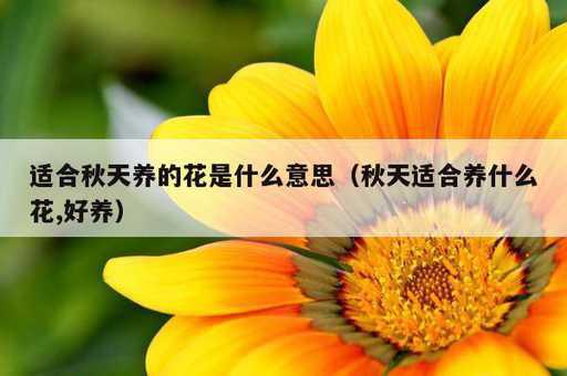 适合秋天养的花是什么意思？秋天适合养什么花,好养