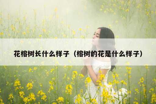 花榕树长什么样子？榕树的花是什么样子