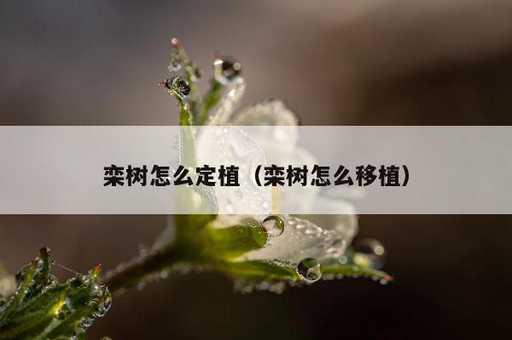 栾树怎么定植？栾树怎么移植_https://www.86362.com_资讯_第1张