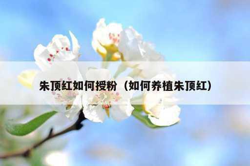 朱顶红如何授粉？如何养植朱顶红_https://www.86362.com_资讯_第1张