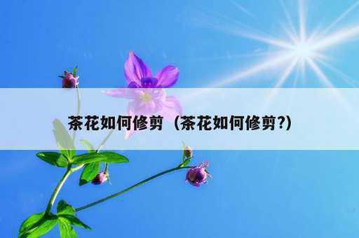 茶花如何修剪？茶花如何修剪?_https://www.86362.com_资讯_第1张