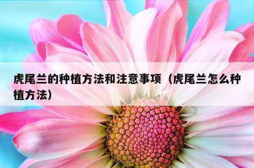 虎尾兰的种植方法和注意事项？虎尾兰怎么种植方法_https://www.86362.com_资讯_第1张