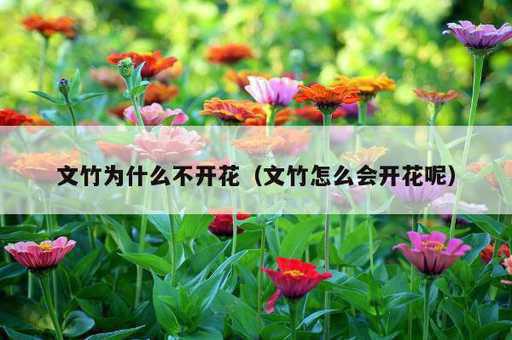 文竹为什么不开花？文竹怎么会开花呢_https://www.86362.com_资讯_第1张