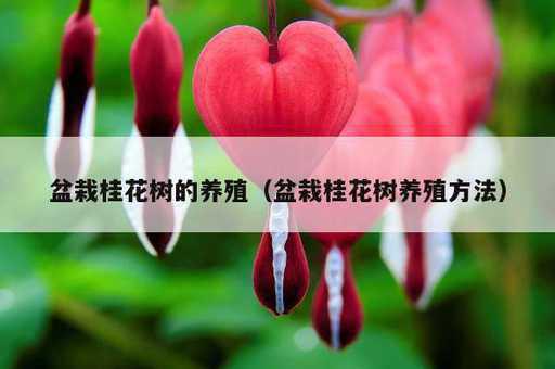 盆栽桂花树的养殖？盆栽桂花树养殖方法