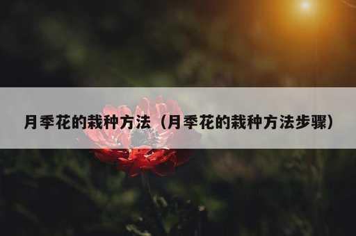 月季花的栽种方法？月季花的栽种方法步骤