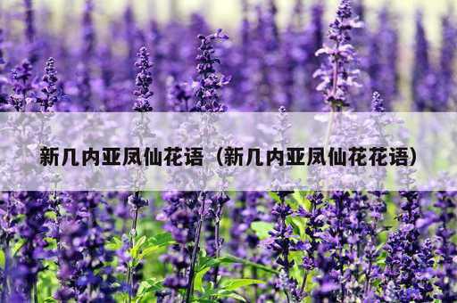 新几内亚凤仙花语？新几内亚凤仙花花语_https://www.86362.com_资讯_第1张