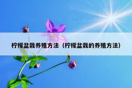 柠檬盆栽养殖方法？柠檬盆栽的养殖方法_https://www.86362.com_资讯_第1张