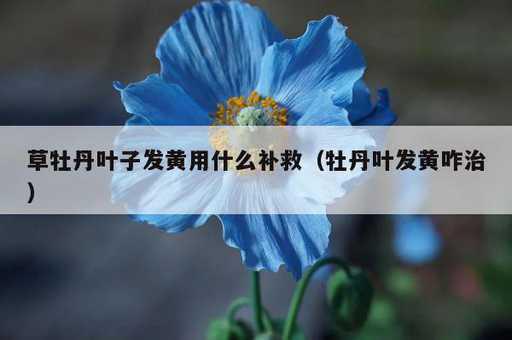 草牡丹叶子发黄用什么补救？牡丹叶发黄咋治