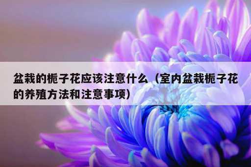 盆栽的栀子花应该注意什么？室内盆栽栀子花的养殖方法和注意事项