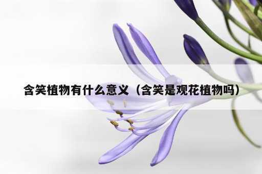 含笑植物有什么意义？含笑是观花植物吗