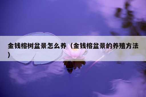 金钱榕树盆景怎么养？金钱榕盆景的养殖方法