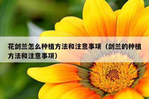 花剑兰怎么种植方法和注意事项？剑兰的种植方法和注意事项