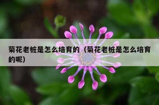 菊花老桩是怎么培育的？菊花老桩是怎么培育的呢_https://www.86362.com_资讯_第1张