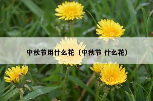 中秋节用什么花？中秋节 什么花_https://www.86362.com_资讯_第1张