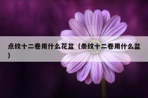 点纹十二卷用什么花盆？条纹十二卷用什么盆_https://www.86362.com_资讯_第1张