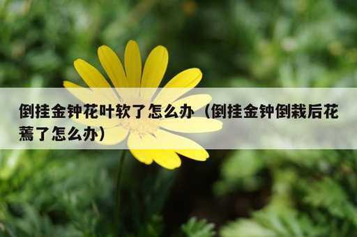 倒挂金钟花叶软了怎么办？倒挂金钟倒栽后花蔫了怎么办_https://www.86362.com_资讯_第1张