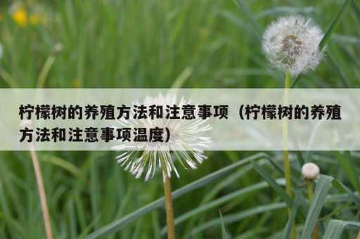 柠檬树的养殖方法和注意事项？柠檬树的养殖方法和注意事项温度_https://www.86362.com_资讯_第1张