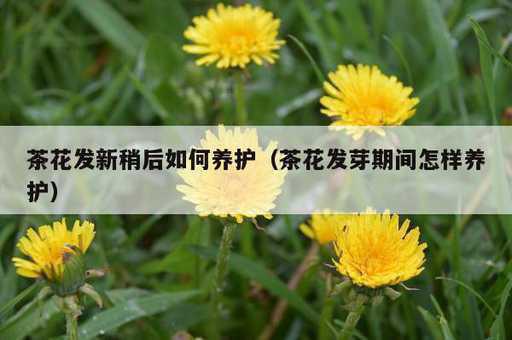 茶花发新稍后如何养护？茶花发芽期间怎样养护_https://www.86362.com_资讯_第1张