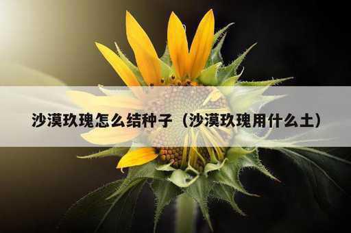 沙漠玖瑰怎么结种子？沙漠玖瑰用什么土_https://www.86362.com_资讯_第1张