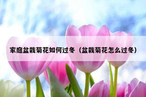 家庭盆栽菊花如何过冬？盆栽菊花怎么过冬_https://www.86362.com_资讯_第1张