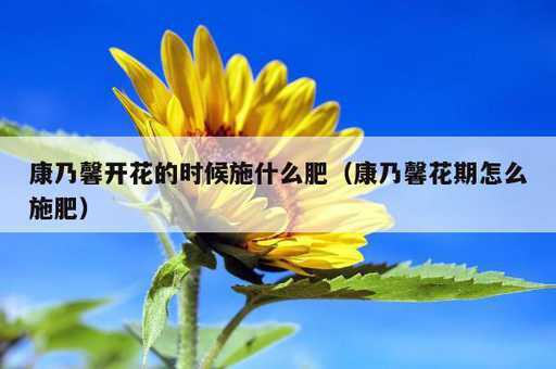 康乃馨开花的时候施什么肥？康乃馨花期怎么施肥_https://www.86362.com_资讯_第1张