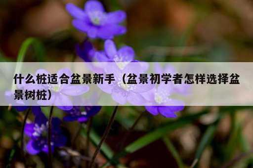 什么桩适合盆景新手？盆景初学者怎样选择盆景树桩_https://www.86362.com_资讯_第1张