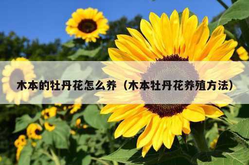 木本的牡丹花怎么养？木本牡丹花养殖方法_https://www.86362.com_资讯_第1张