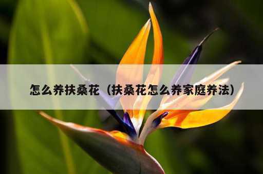 怎么养扶桑花？扶桑花怎么养家庭养法