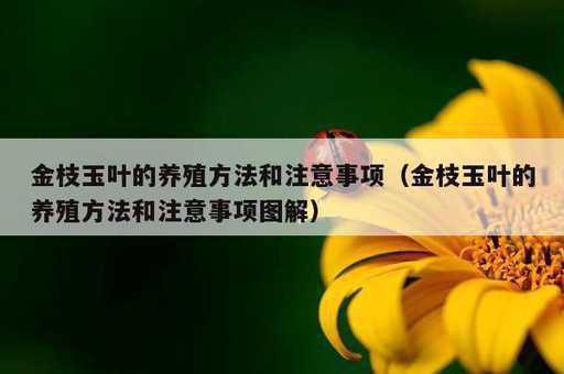 金枝玉叶的养殖方法和注意事项？金枝玉叶的养殖方法和注意事项图解_https://www.86362.com_资讯_第1张