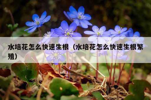 水培花怎么快速生根？水培花怎么快速生根繁殖_https://www.86362.com_资讯_第1张