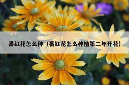 番红花怎么种？番红花怎么种植第二年开花_https://www.86362.com_资讯_第1张